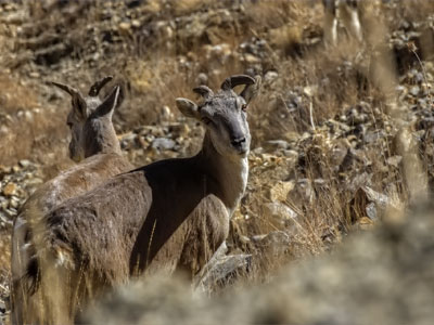 Bharal - Spiti Valley