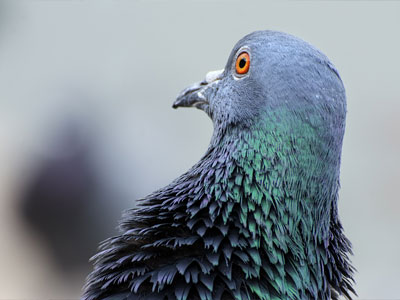 Pigeon