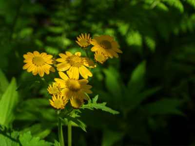 Valley of Flowers