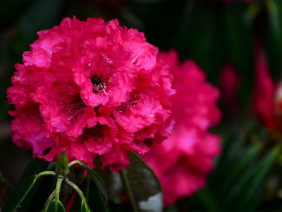 Rhododendron - Chopta Valley