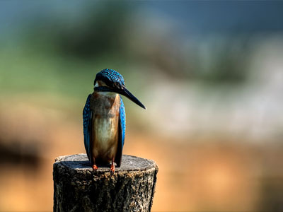 Kingfisher