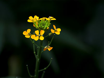 Parvati Valley